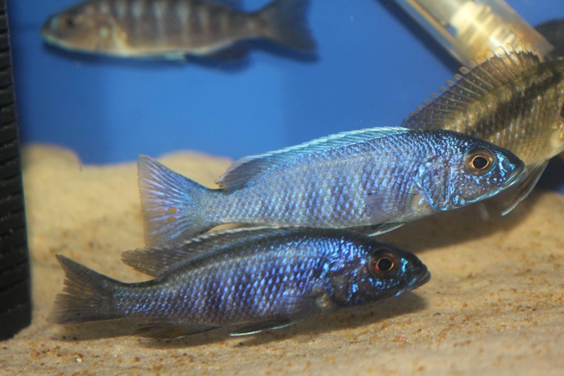Sciaenochromis fryeri 'Chimwalani Reef'